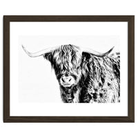 Highland bull