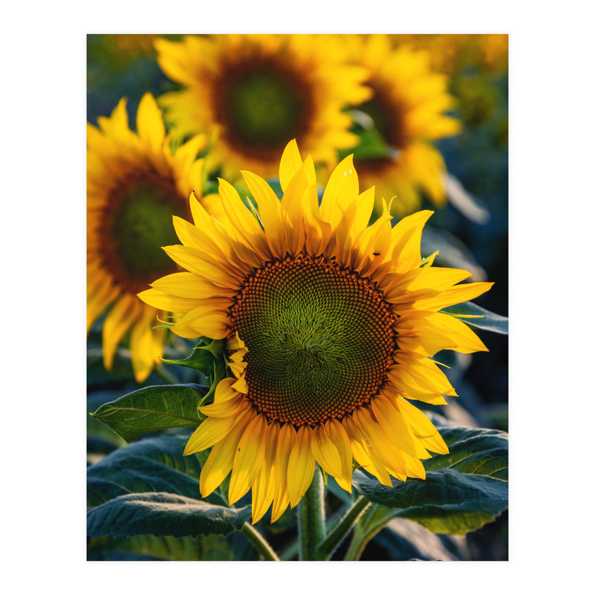 Summerflower (Print Only)