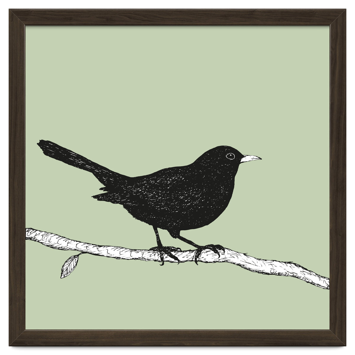 Blackbird pen drawing