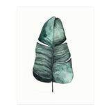 Botanical Illustration Banana Leaf (Print Only) thumbnail