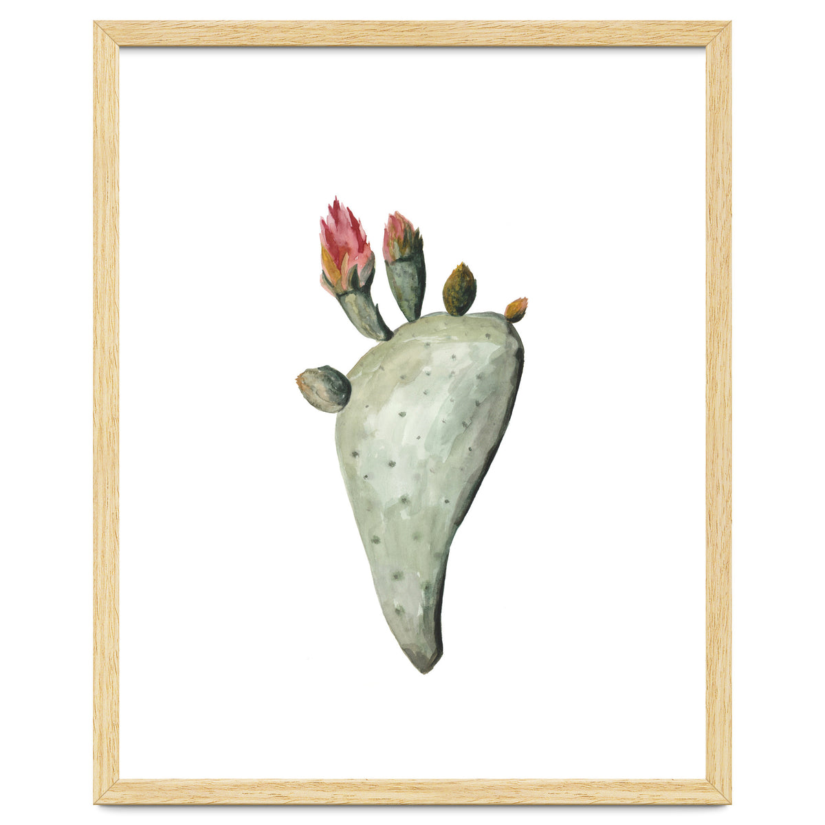 Botanical Illustration Cactus Flowers