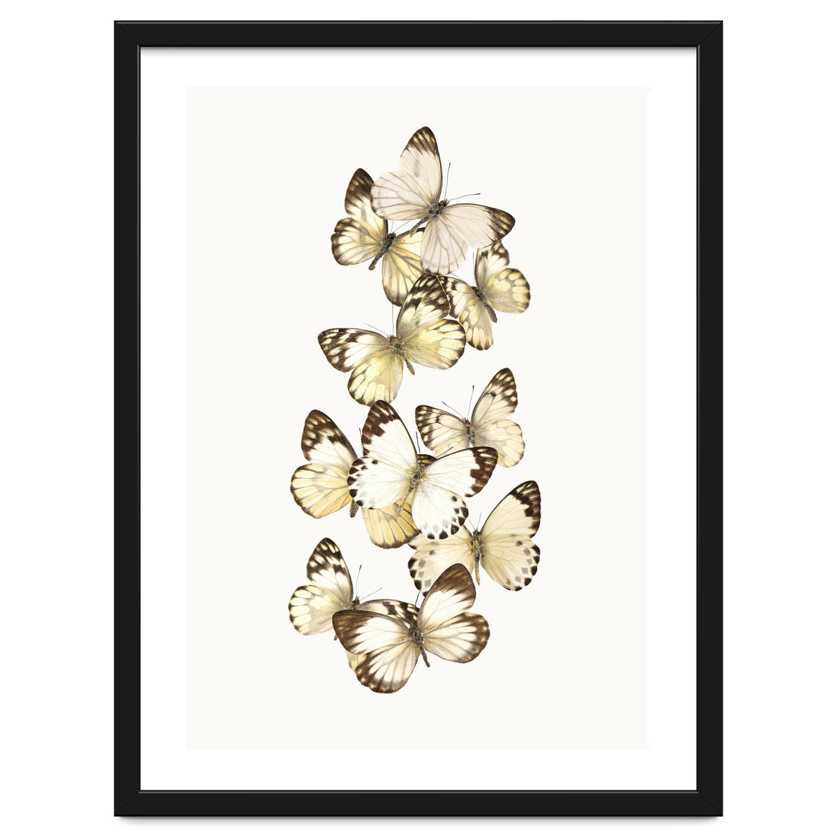 Cc Butterflies 01
