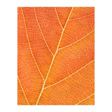 Autumn Leaf (Print Only) thumbnail