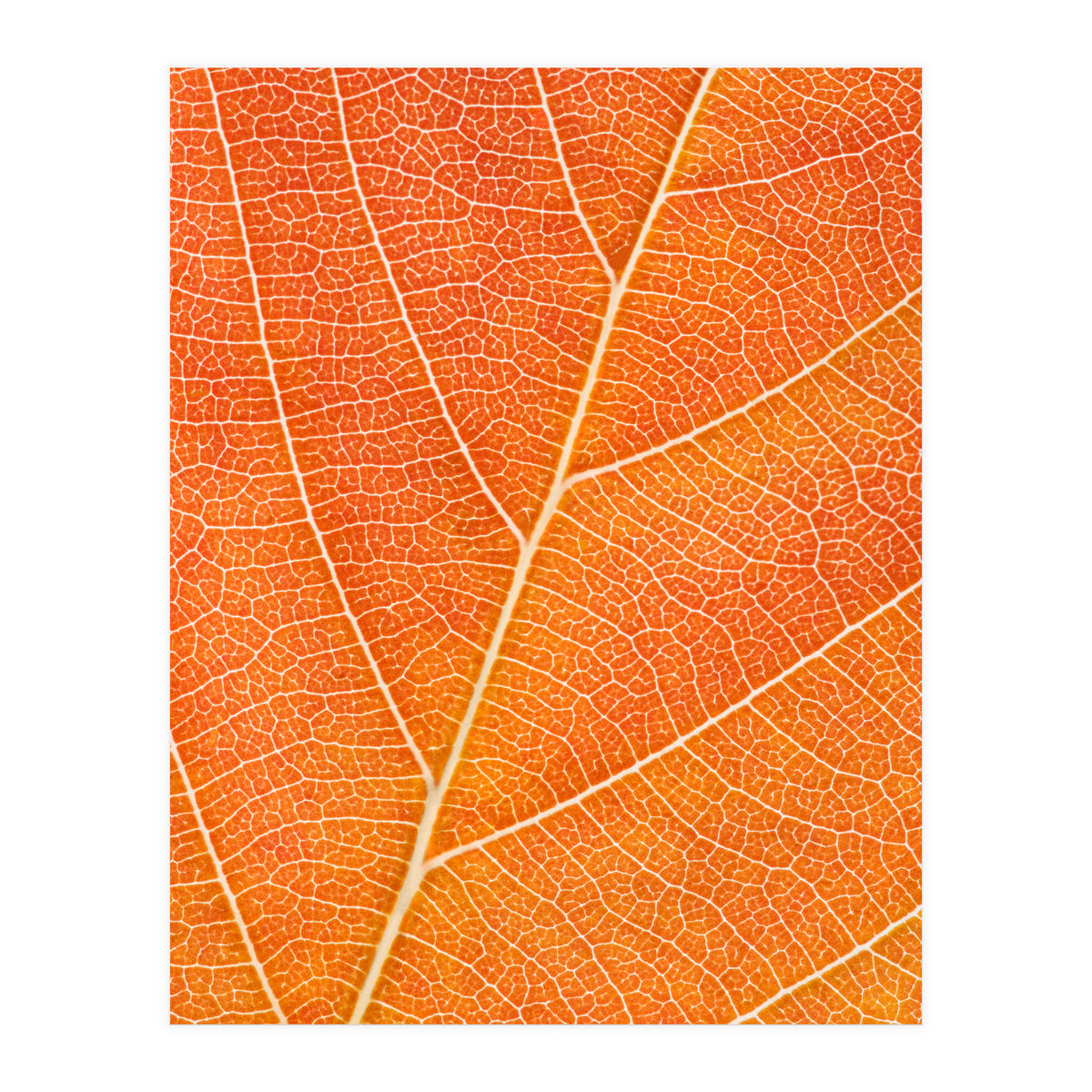 Autumn Leaf (Print Only)
