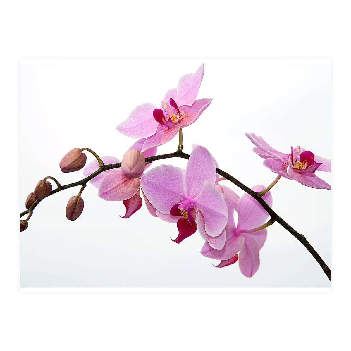 Orchidee (Print Only)