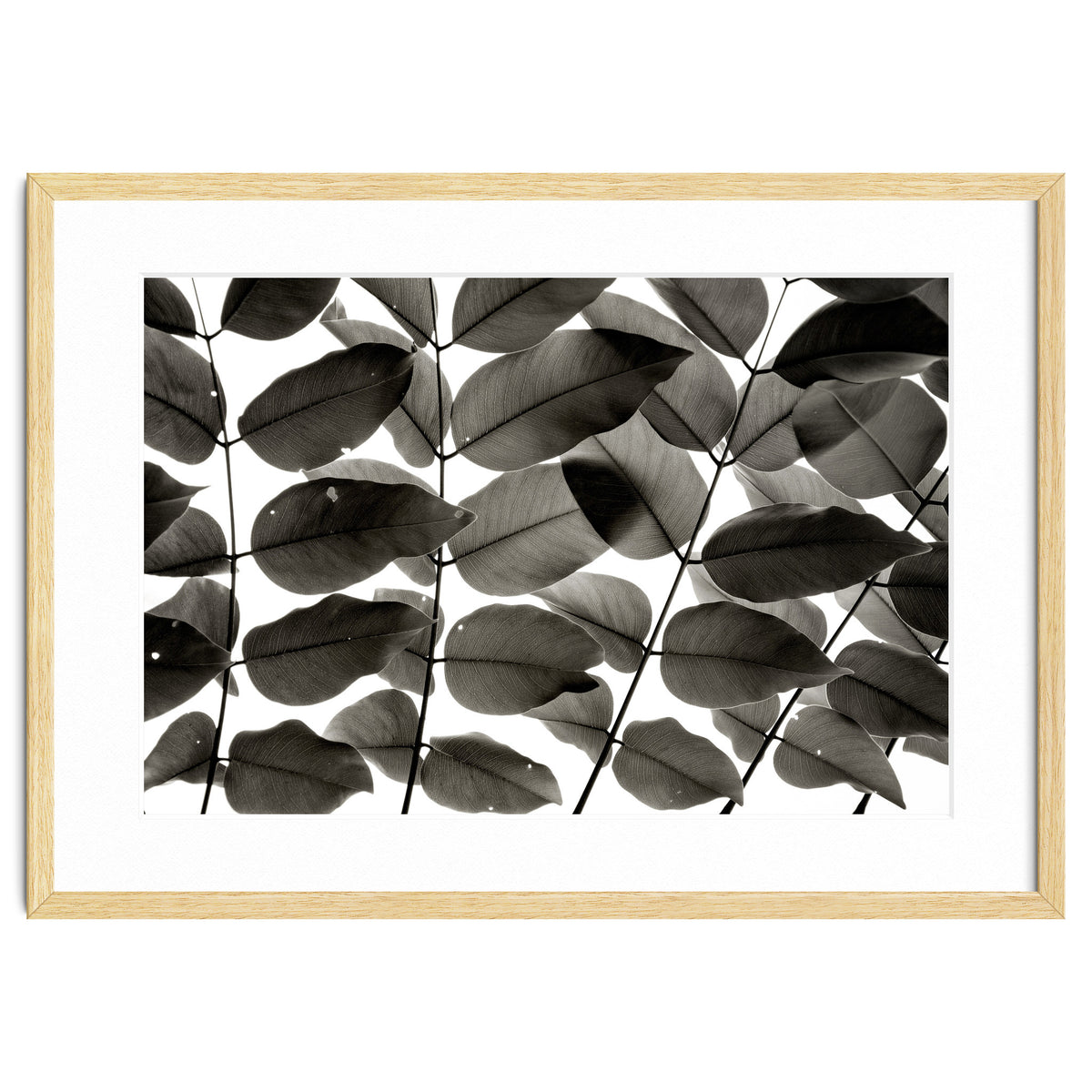 Branches and Leaves I