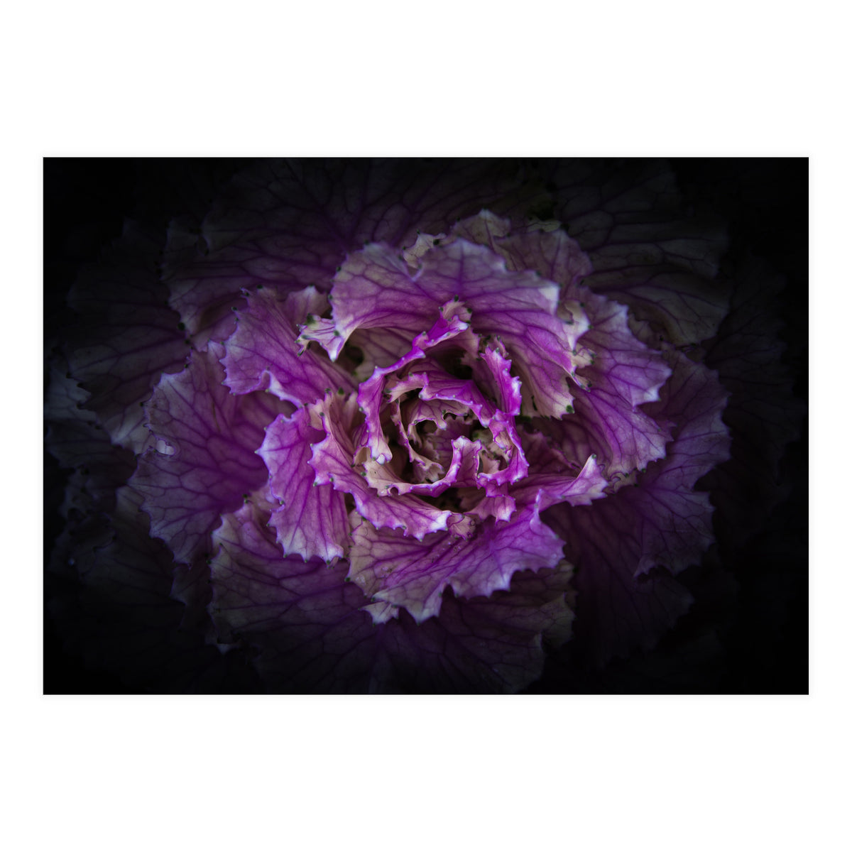 Backyard Flowers No 42 Color Version (Print Only)