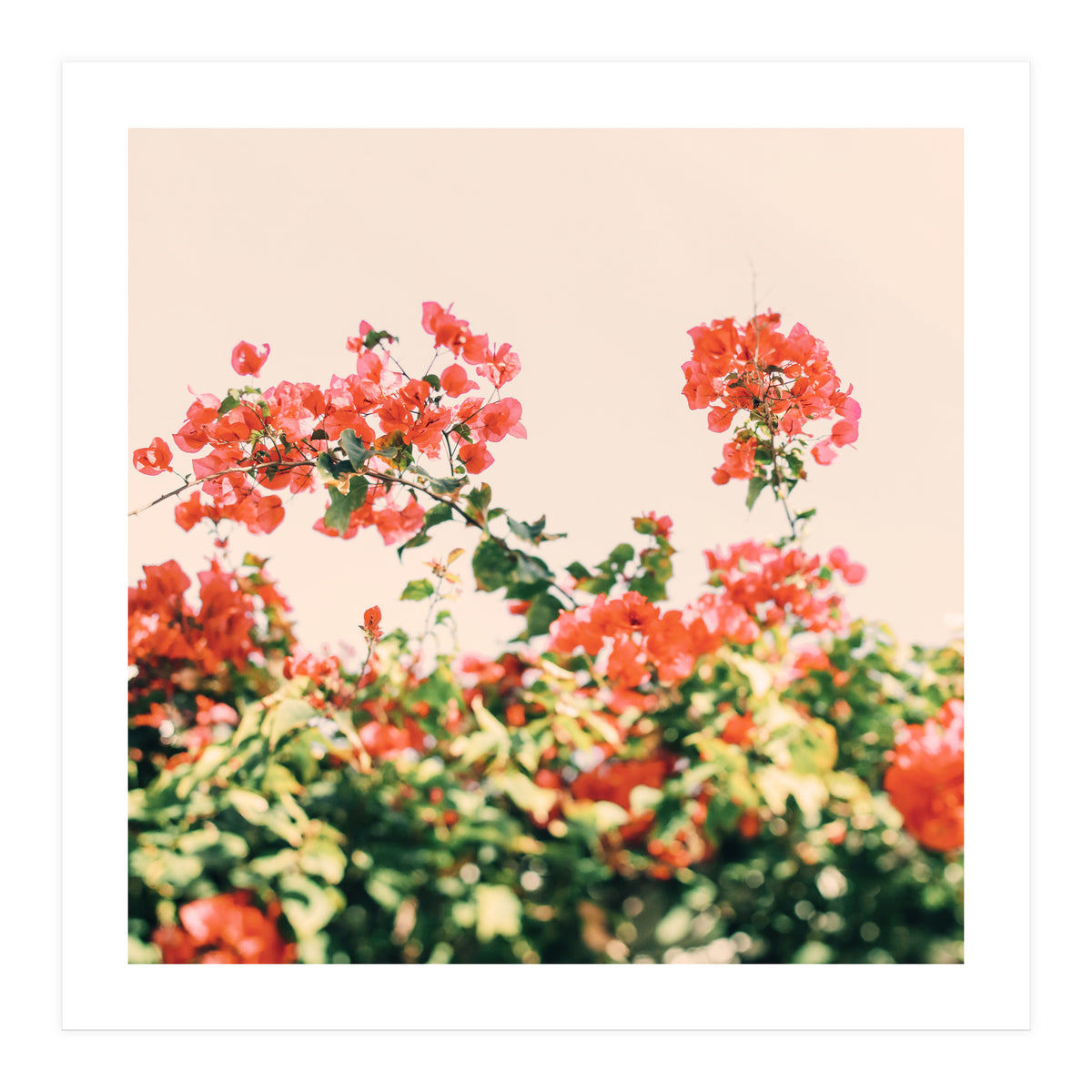 Bouganvillea Dream  (Print Only)