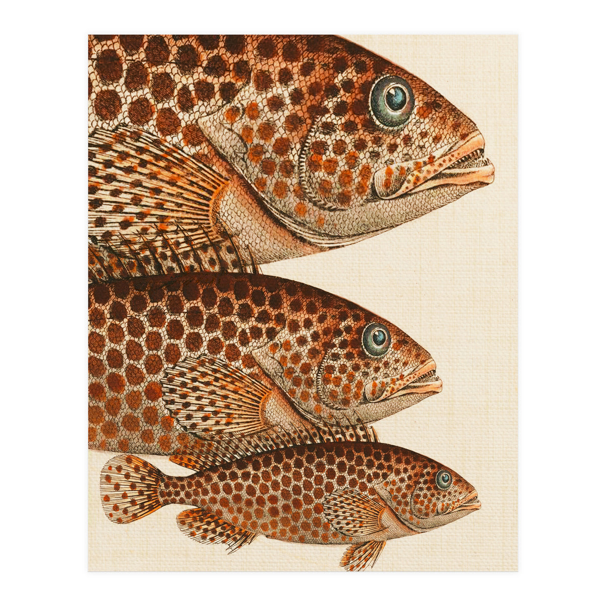 Fish Classic Designs 6 (Print Only)