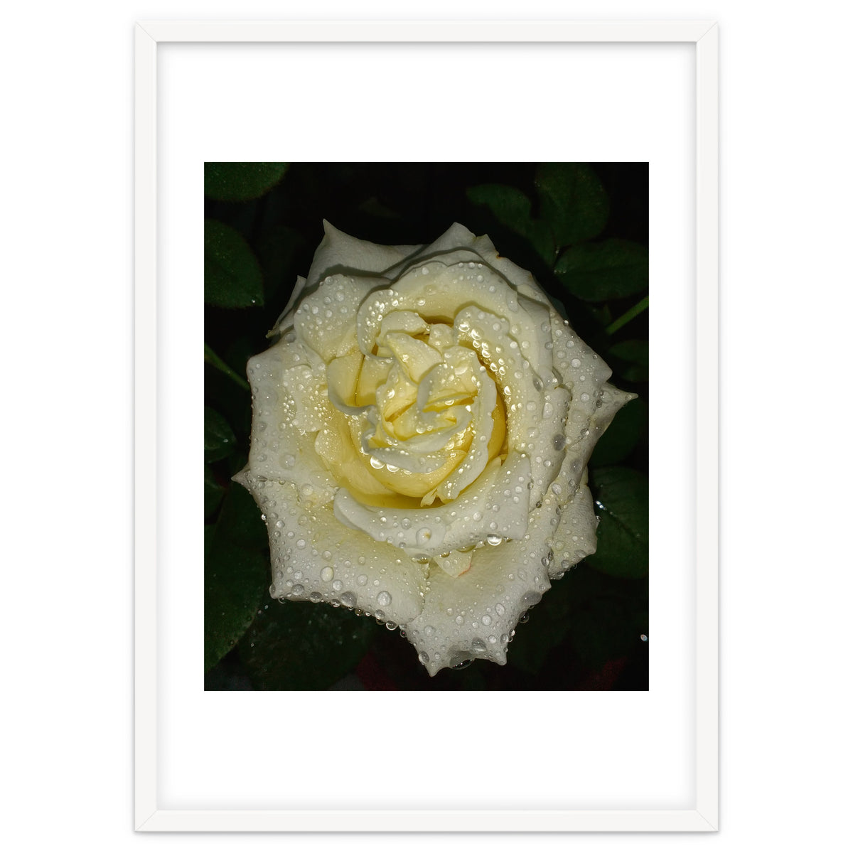 Floribunda Rose