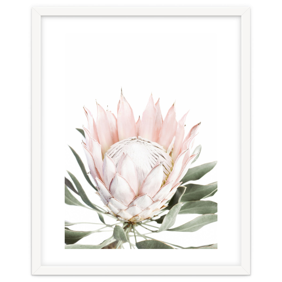 Blush Protea Flower
