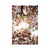 Magnolia tree (Print Only) thumbnail
