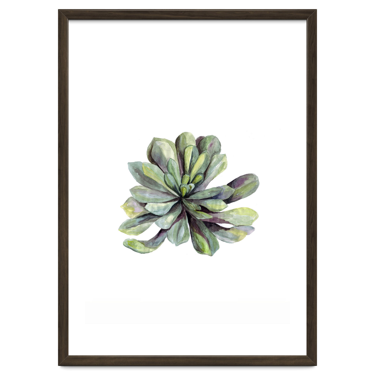Botanical Illustration Succulent