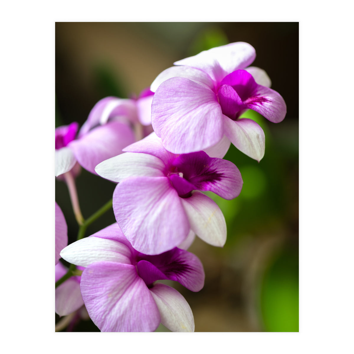 Orchidee (Print Only)