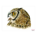 Lesser horned owl  (Print Only) thumbnail