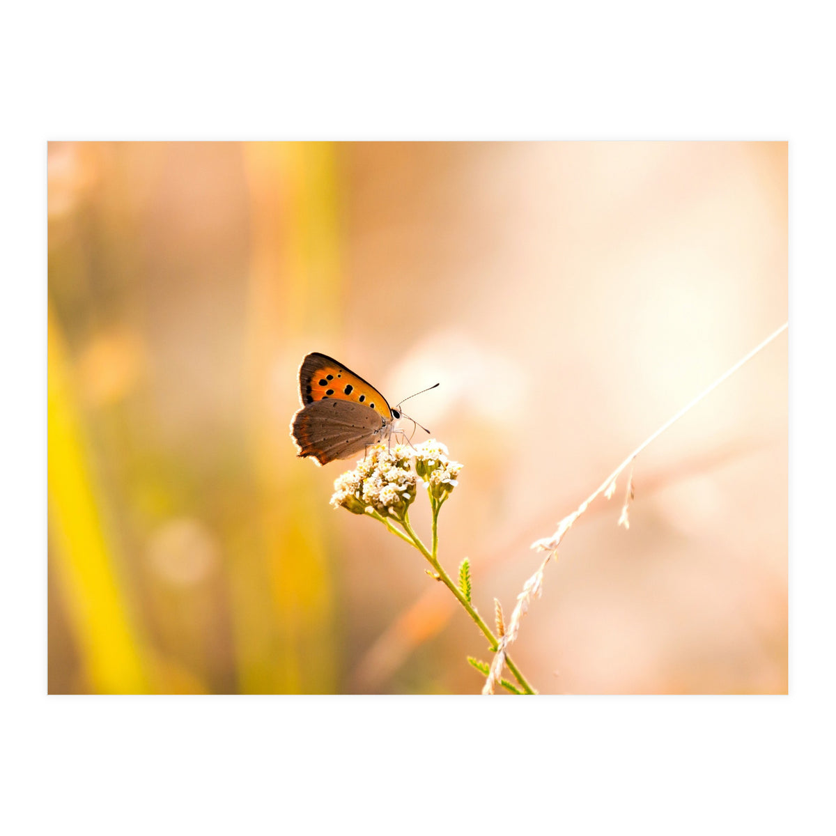 Butterfly (Print Only)