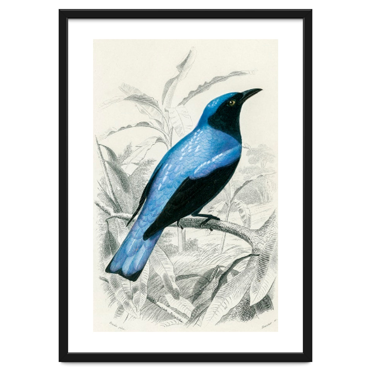 Square-tailed drongo illustrated