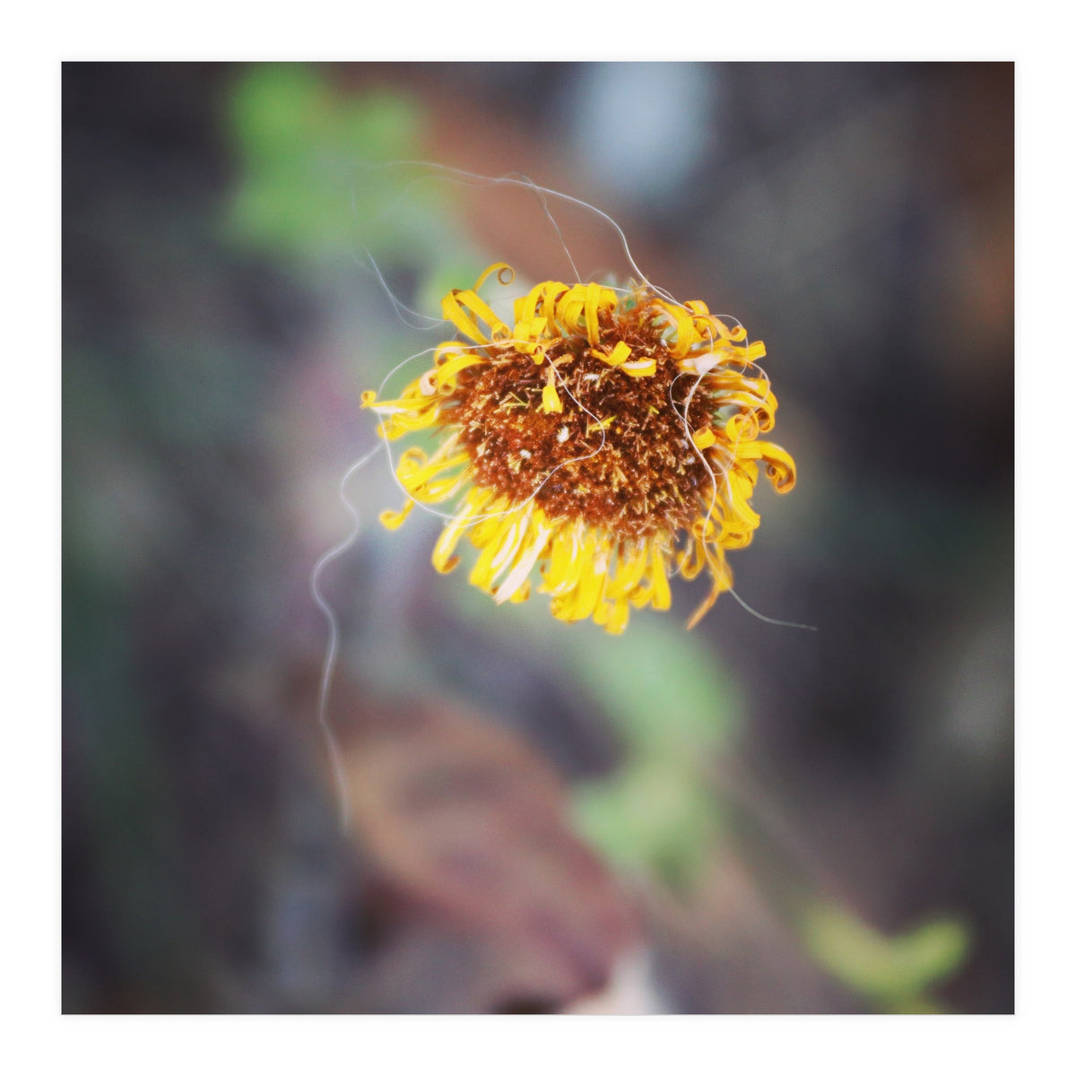 yellow daisy (Print Only)