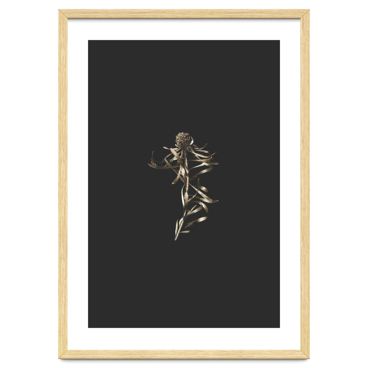 Magical Golden Fynbos