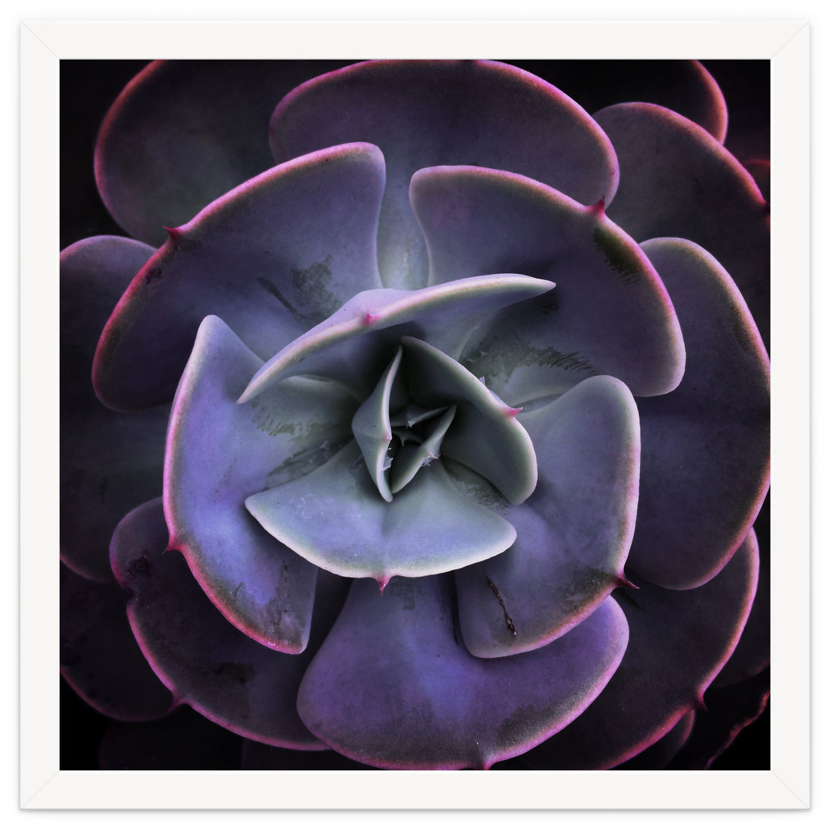 DARKSIDE OF SUCCULENTS VII