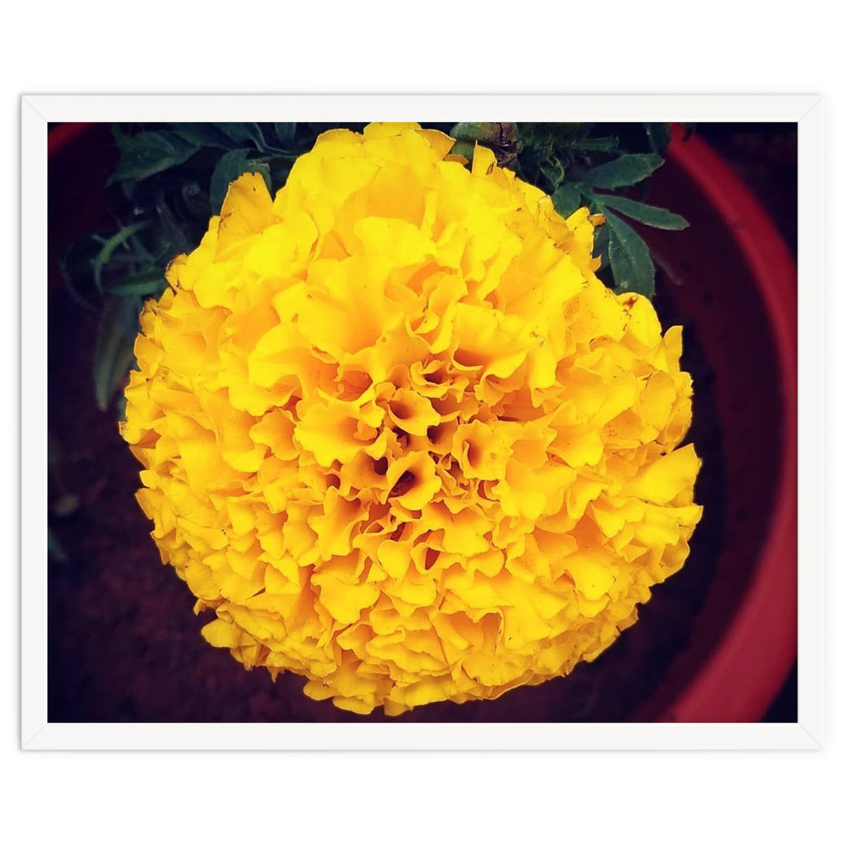 Yellow Chrysanthemum