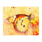 Butterfly On Aclepias (Print Only) thumbnail