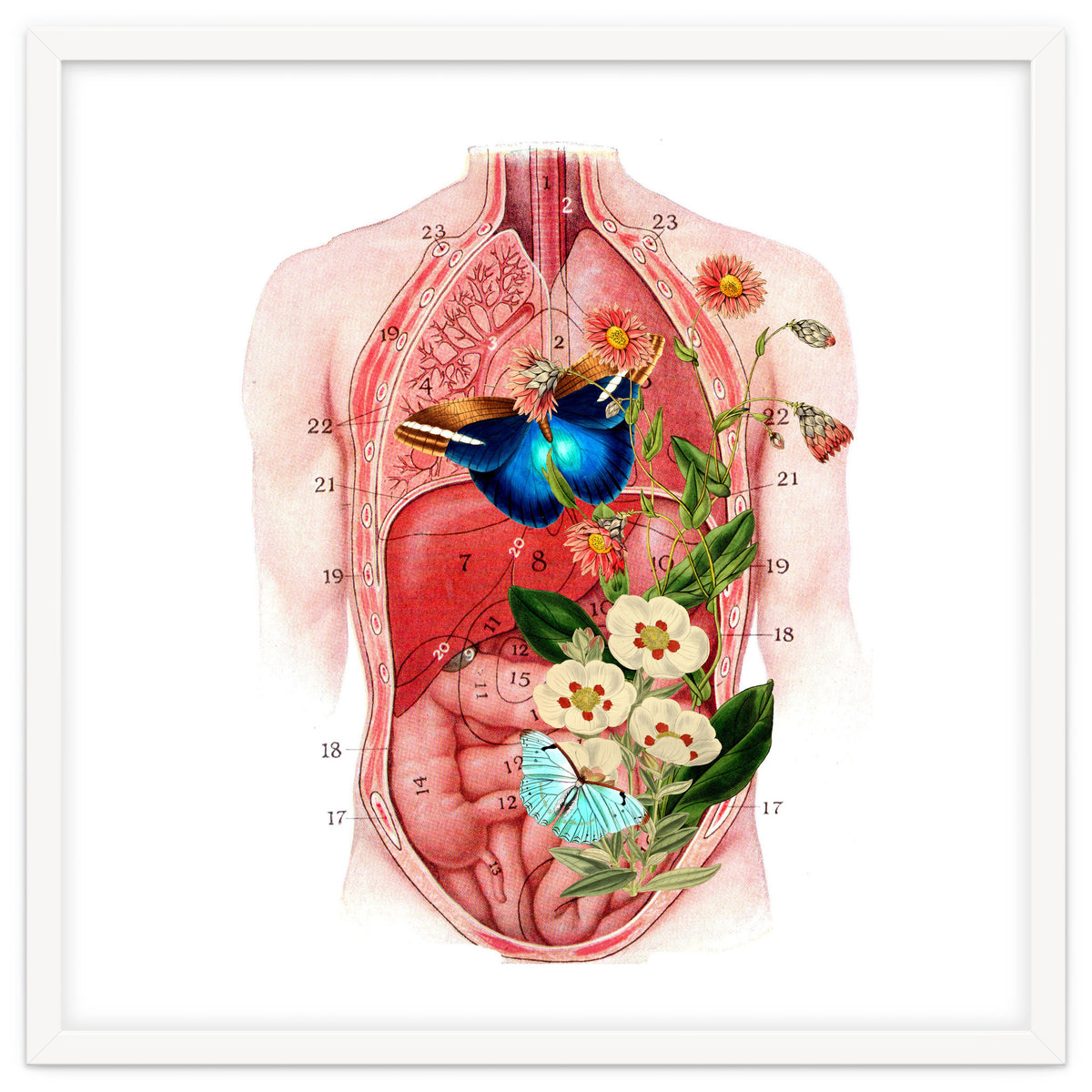 Butterflys In The Belly Makes Flower Grows