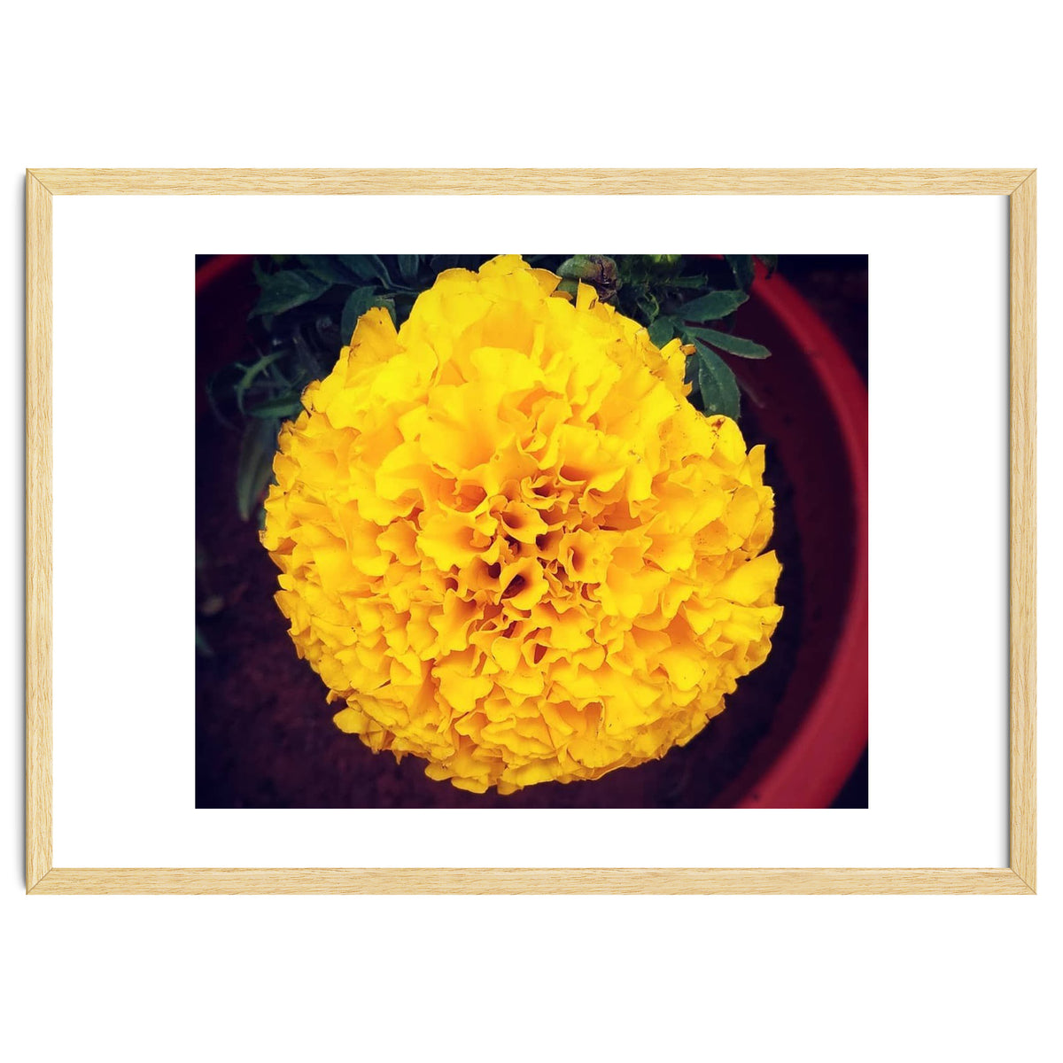 Yellow Chrysanthemum