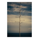 SEA AND TREE (Print Only) thumbnail