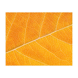 Autumn Leaf (Print Only) thumbnail