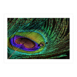 Peacock feather (Print Only) thumbnail