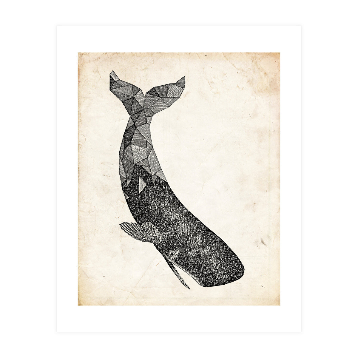 balena (Print Only)