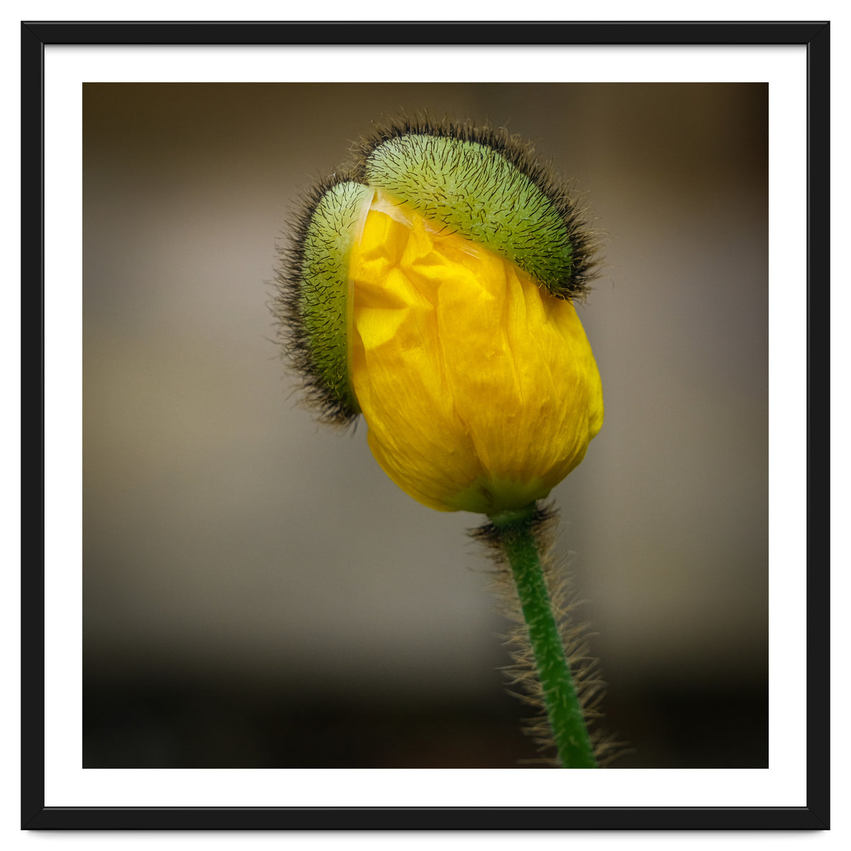 Yellow Poppy Opening