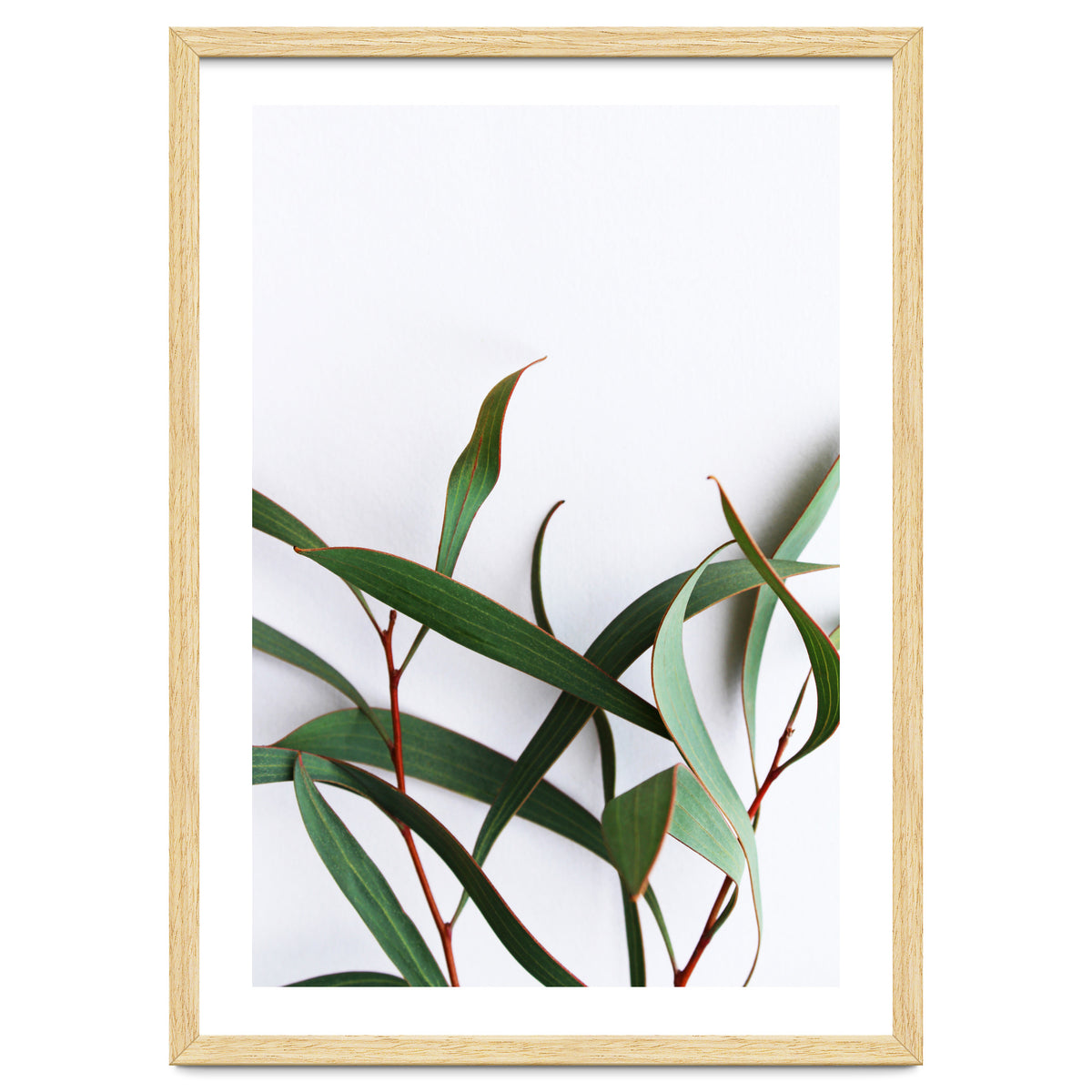 Green Eucalyptus leaves