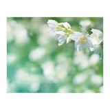 Nature (Print Only) thumbnail