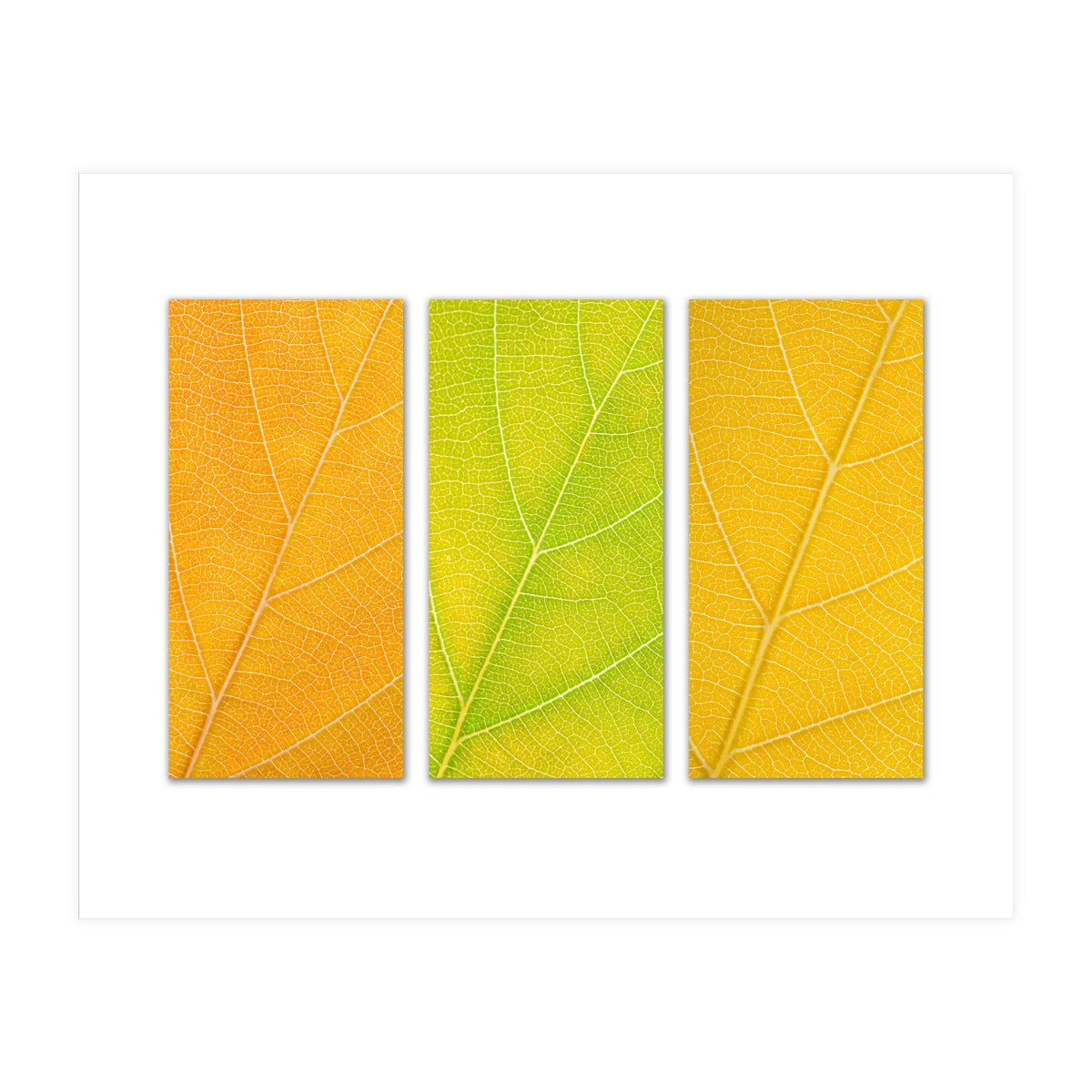 Autumn Leaves (Print Only)