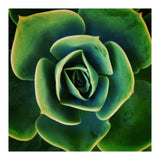 DARKSIDE OF SUCCULENTS XIII (Print Only) thumbnail