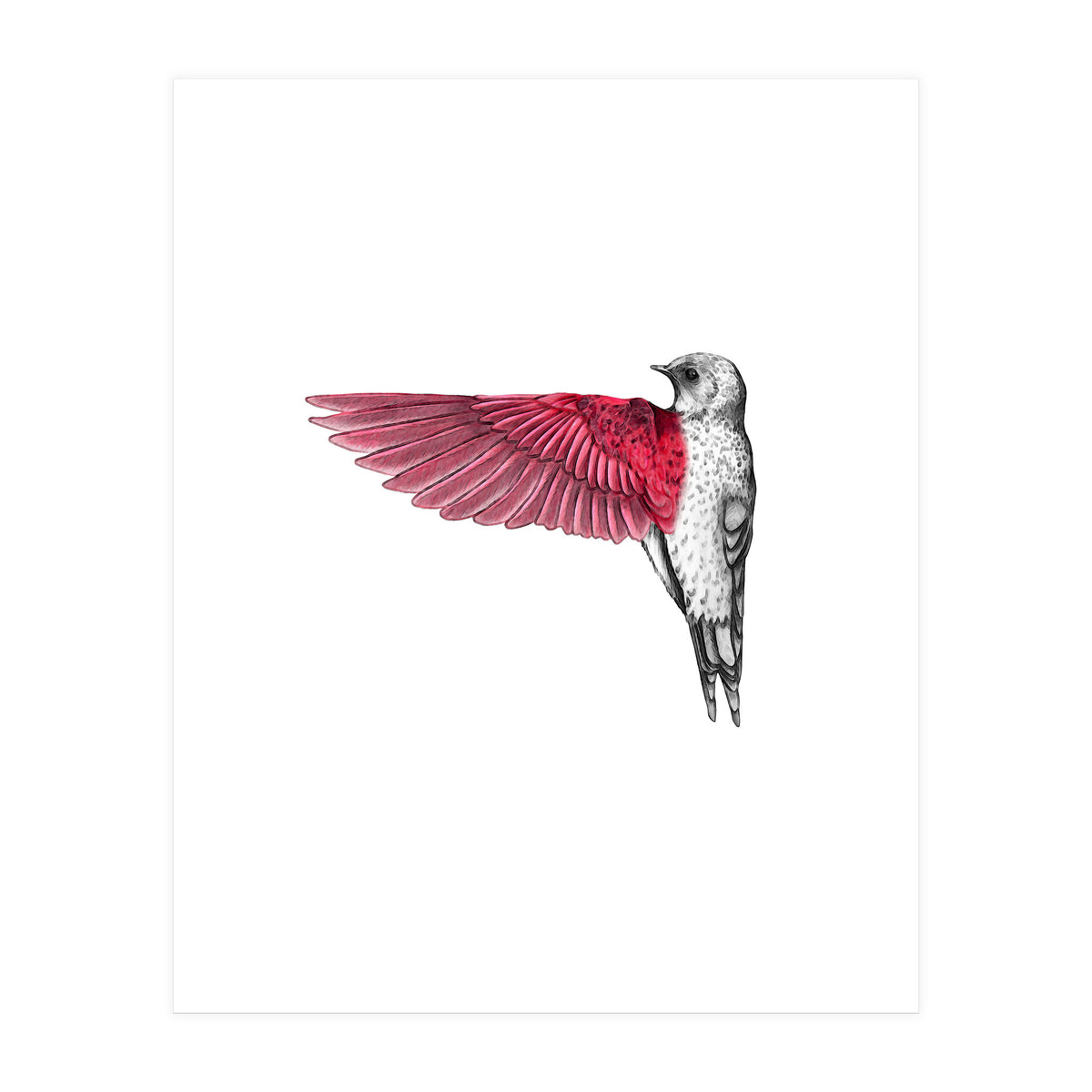 uccello rosso (Print Only)
