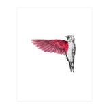 uccello rosso (Print Only) thumbnail
