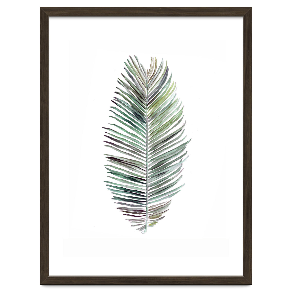 Botanical Illustration Cocos Palm
