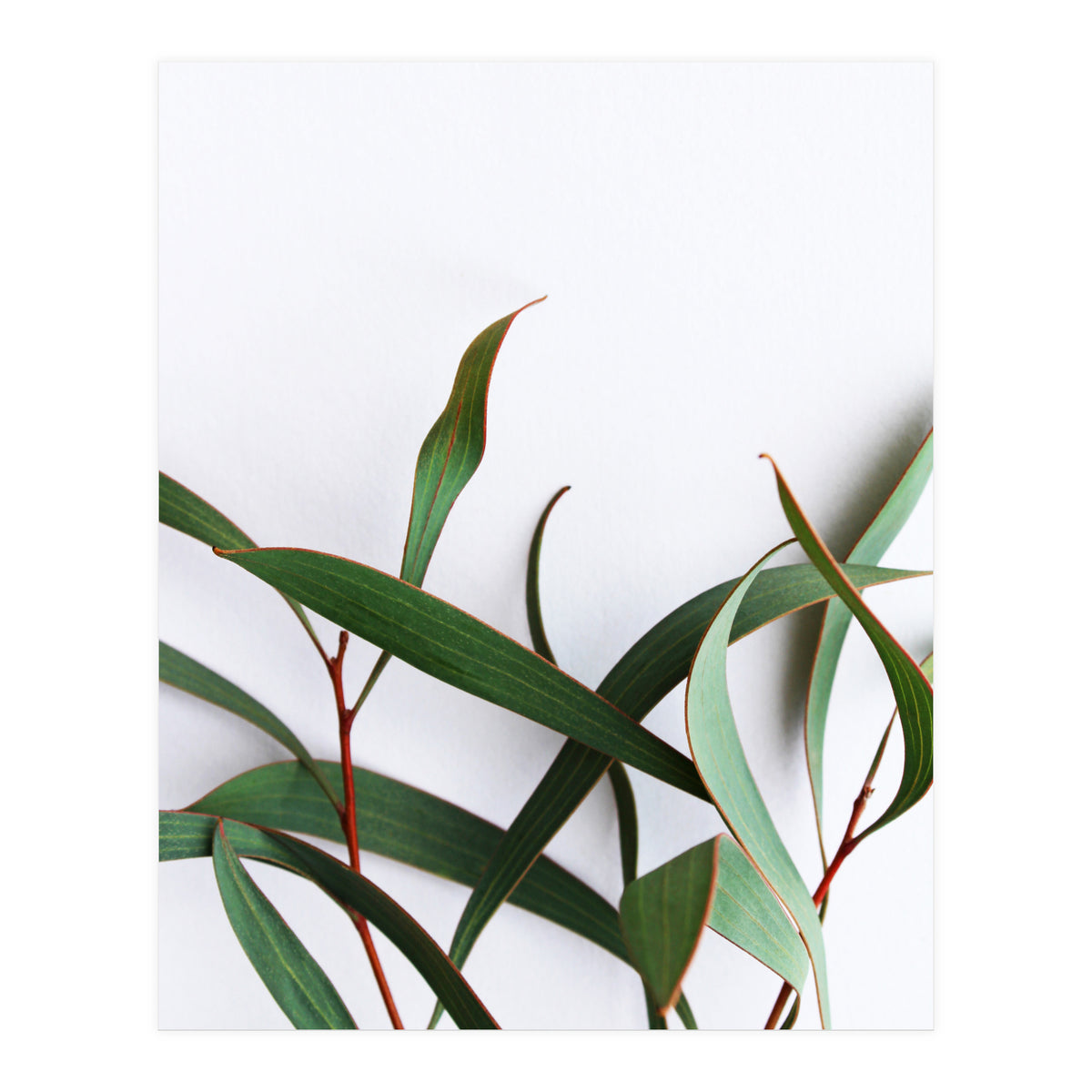 Green Eucalyptus leaves (Print Only)