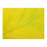 Autumn Leaf (Print Only) thumbnail