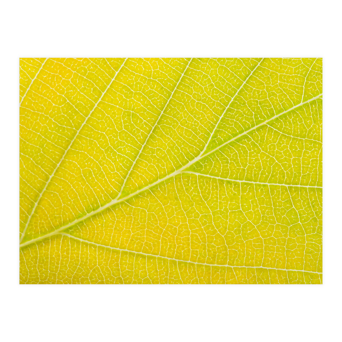 Autumn Leaf (Print Only)