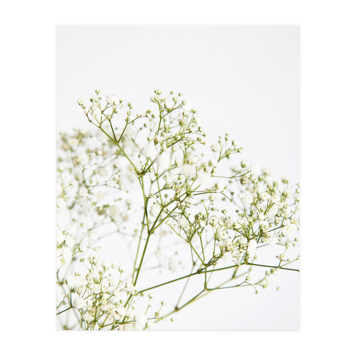 Flowers (Print Only)