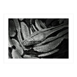 Snake (Print Only) thumbnail