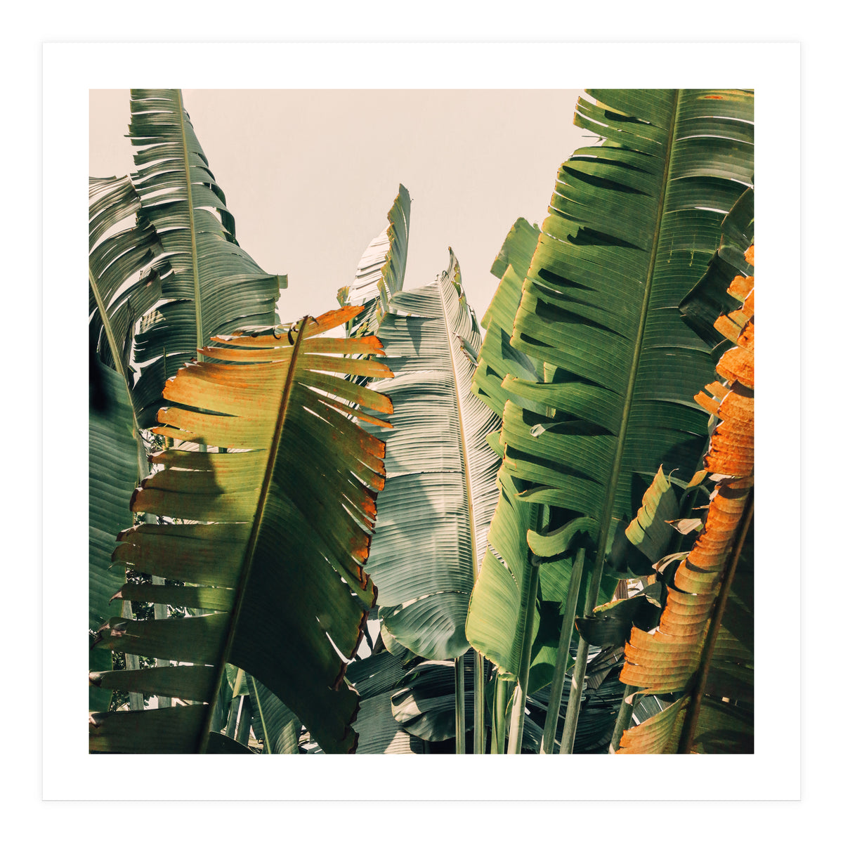 Shades Of Summer (Print Only)