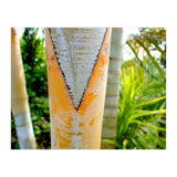 Palm V (Print Only) thumbnail