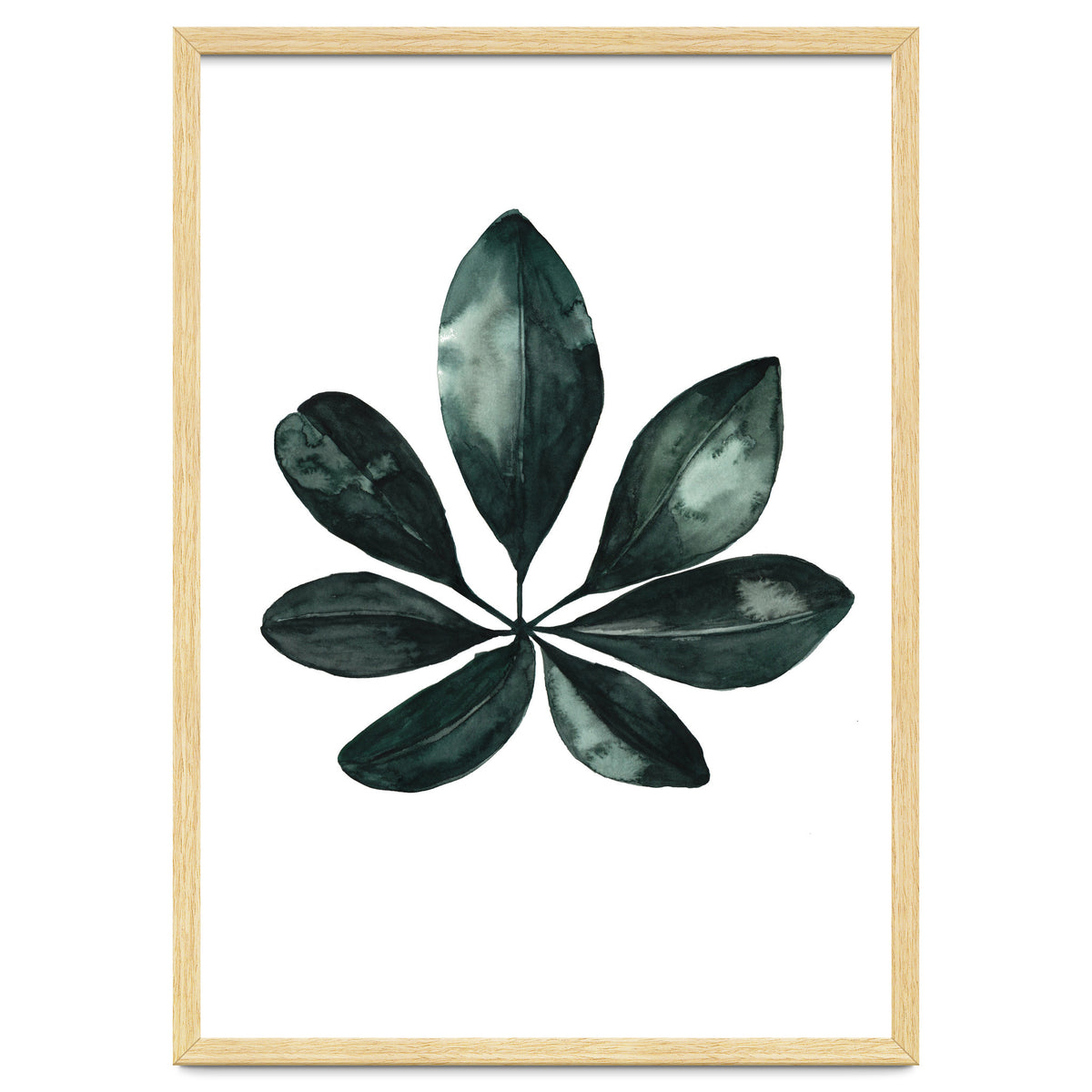 Botanical Illustration Arboricola Schefflera