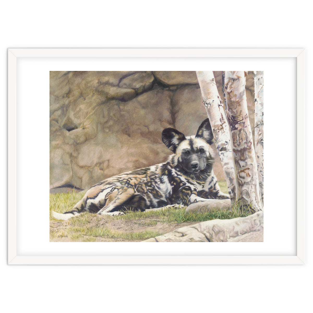 Afican Painted Dog IV - Imara