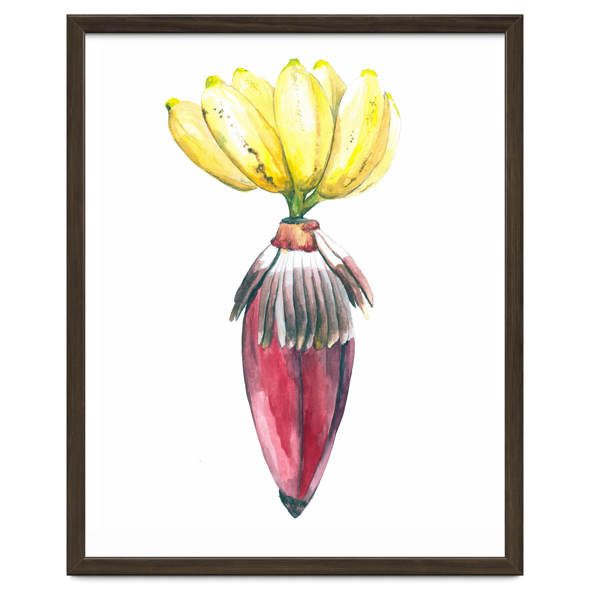 Botanical Illustration Banana